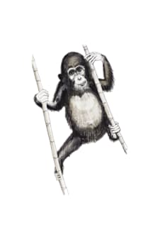 chimp