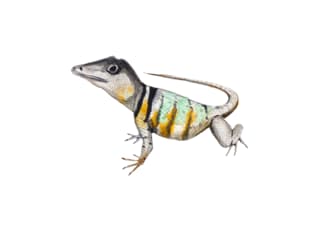 lizard