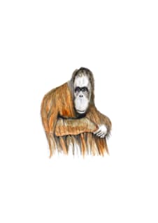 orangutan