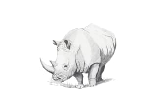 rhino