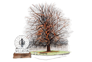 The Tree, Willaston