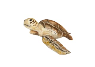 turtle